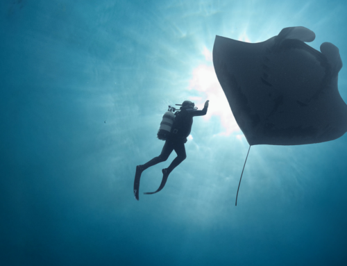 MVEFF: THE LAST DIVE