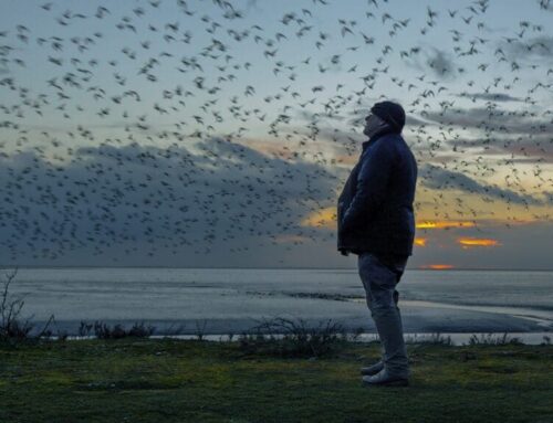 MVEFF: THE BIRDS and WILD HOPE: BUILDING FOR BIRDS