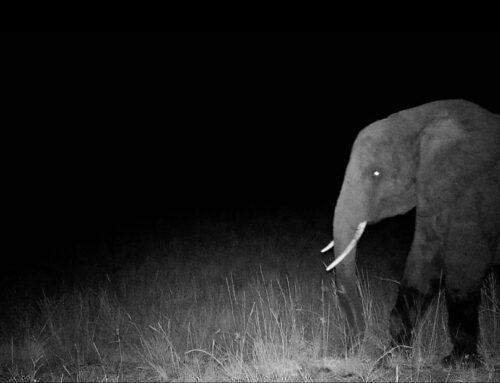 MVEFF: GHOST ELEPHANTS