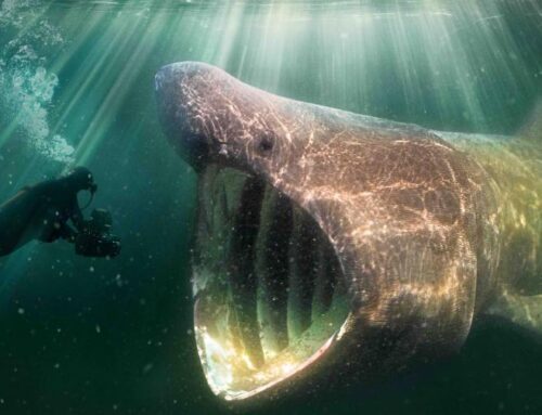 MVEFF: WILD NORTH SEA